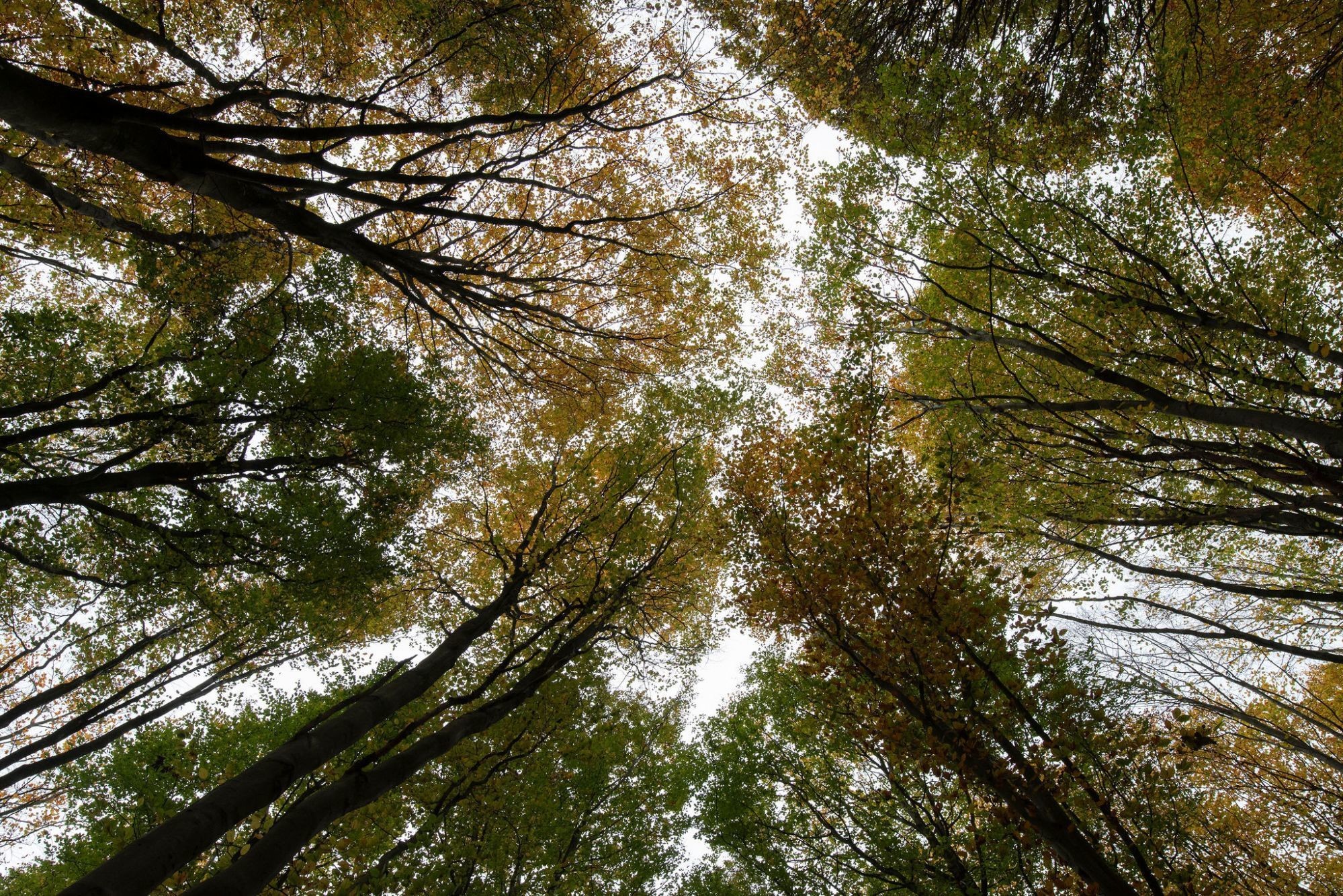 Terres du Val forêt